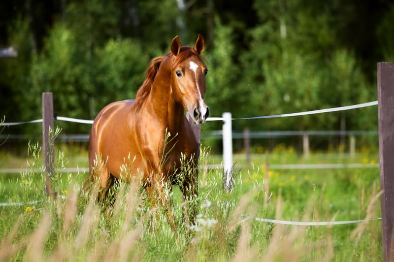 Cambiar herraduras caballos en Pontevedra
