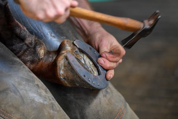Herraje caballo en Pontevedra -  Cambio o renovación de herraduras