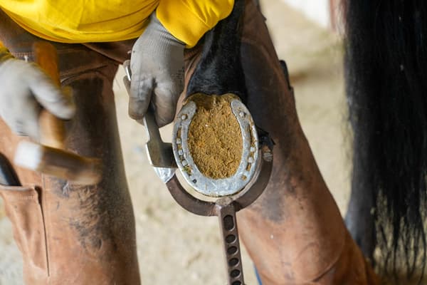 Herraje caballo en Pontevedra -  Recorte y equilibrado de cascos